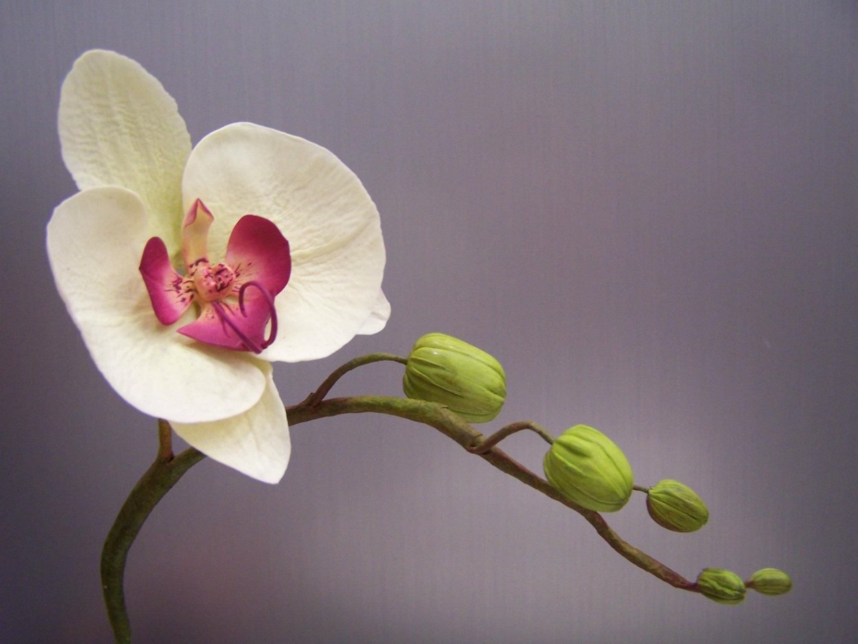 Мимесис орхидея