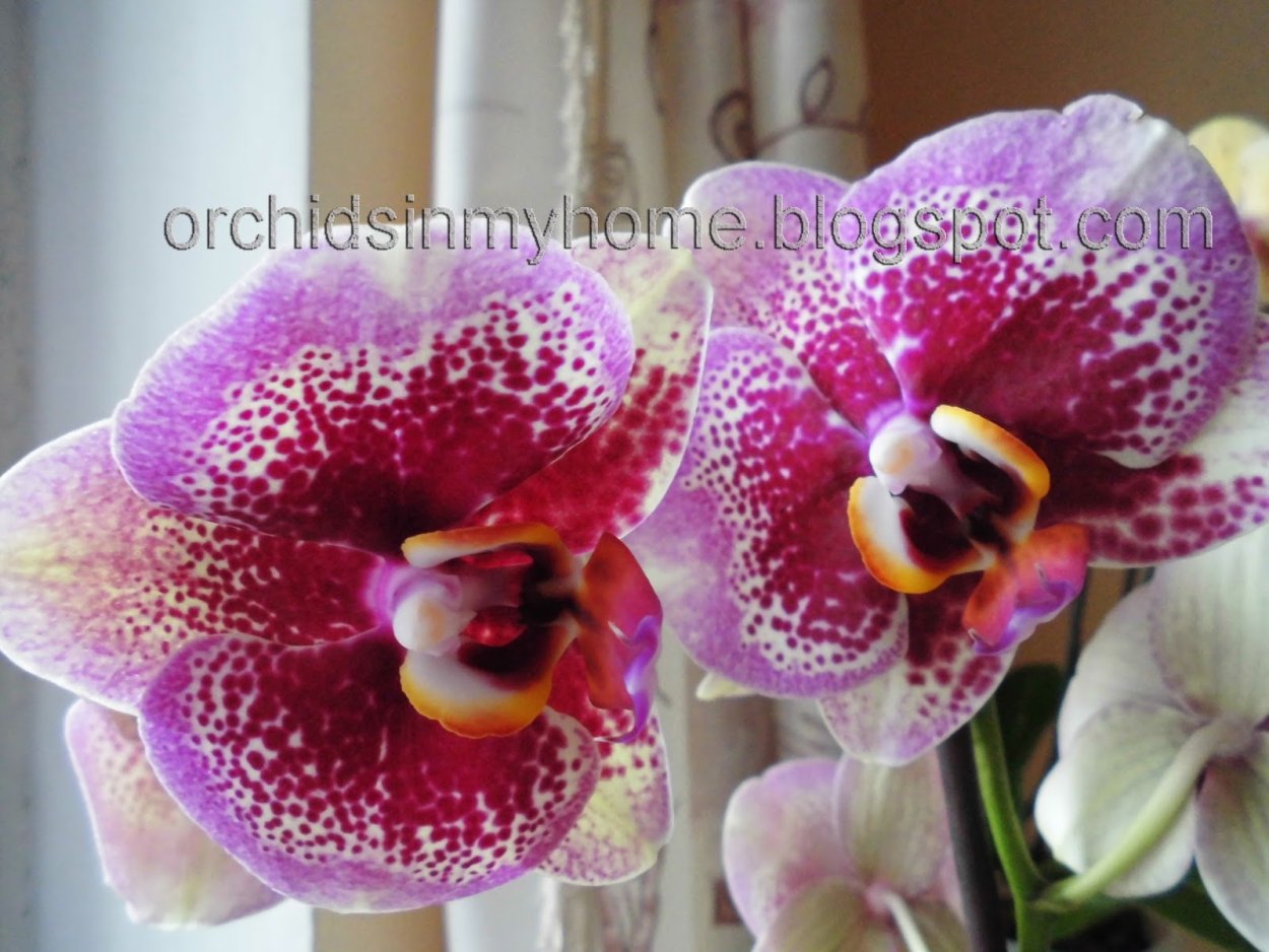 Фаленопсис Флорида Сун