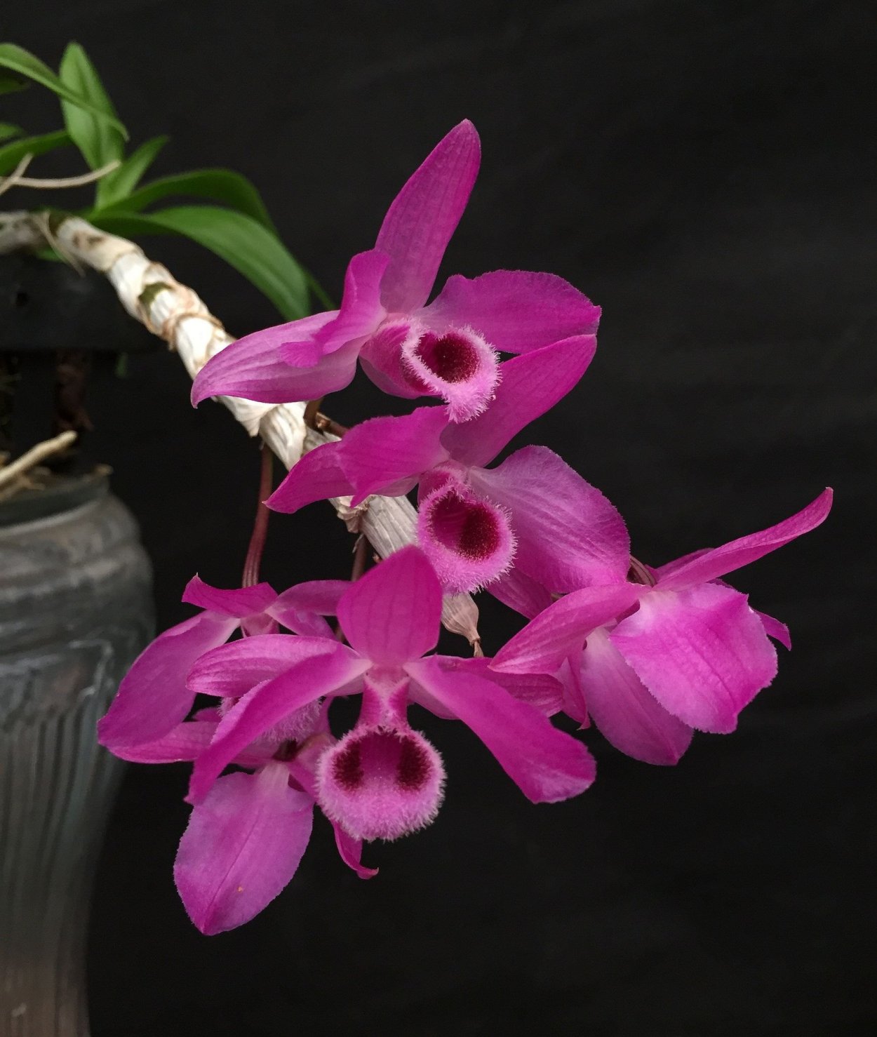Орхидеи Cattleya mossiae