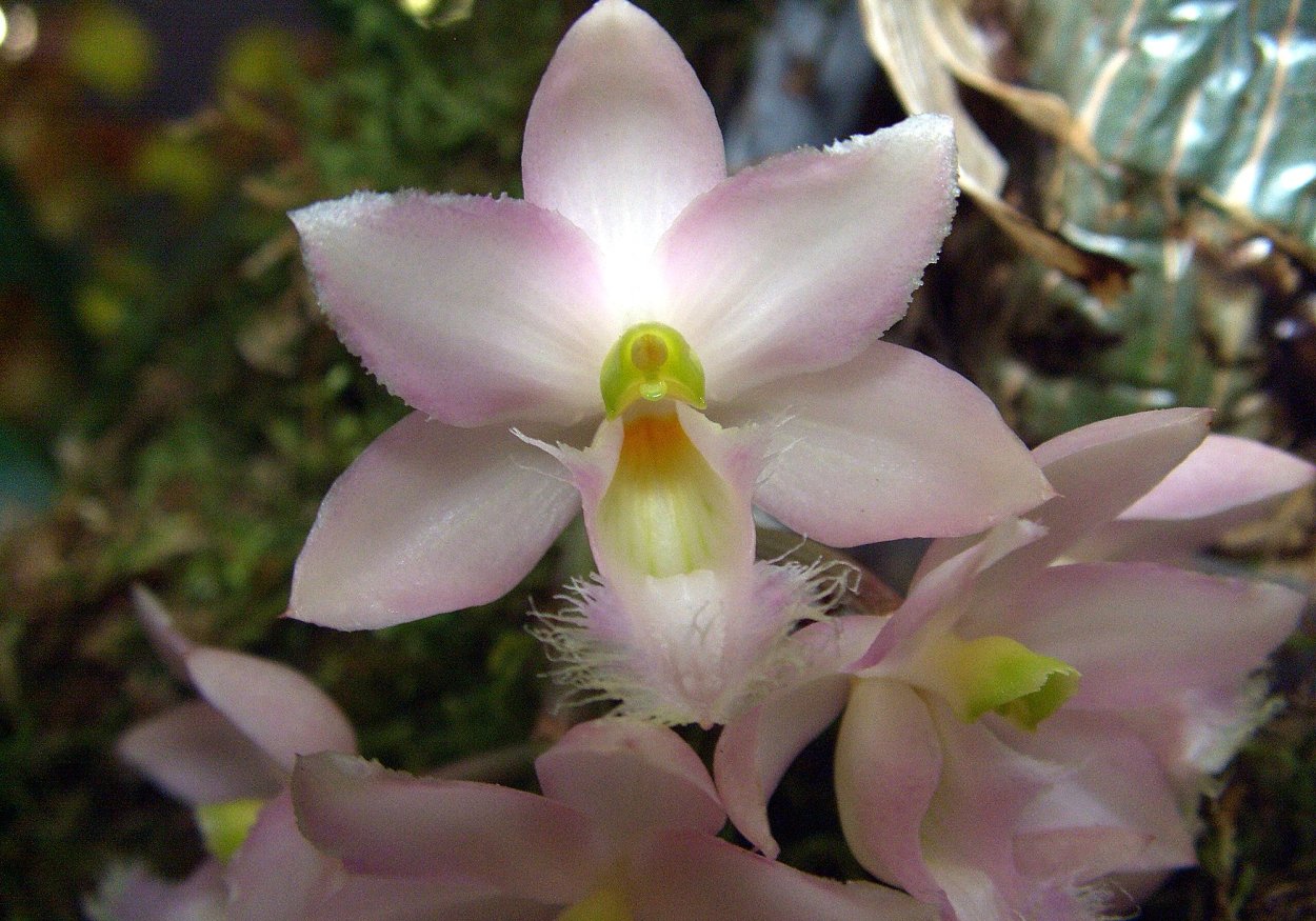 Орхидея Clowesia rosea