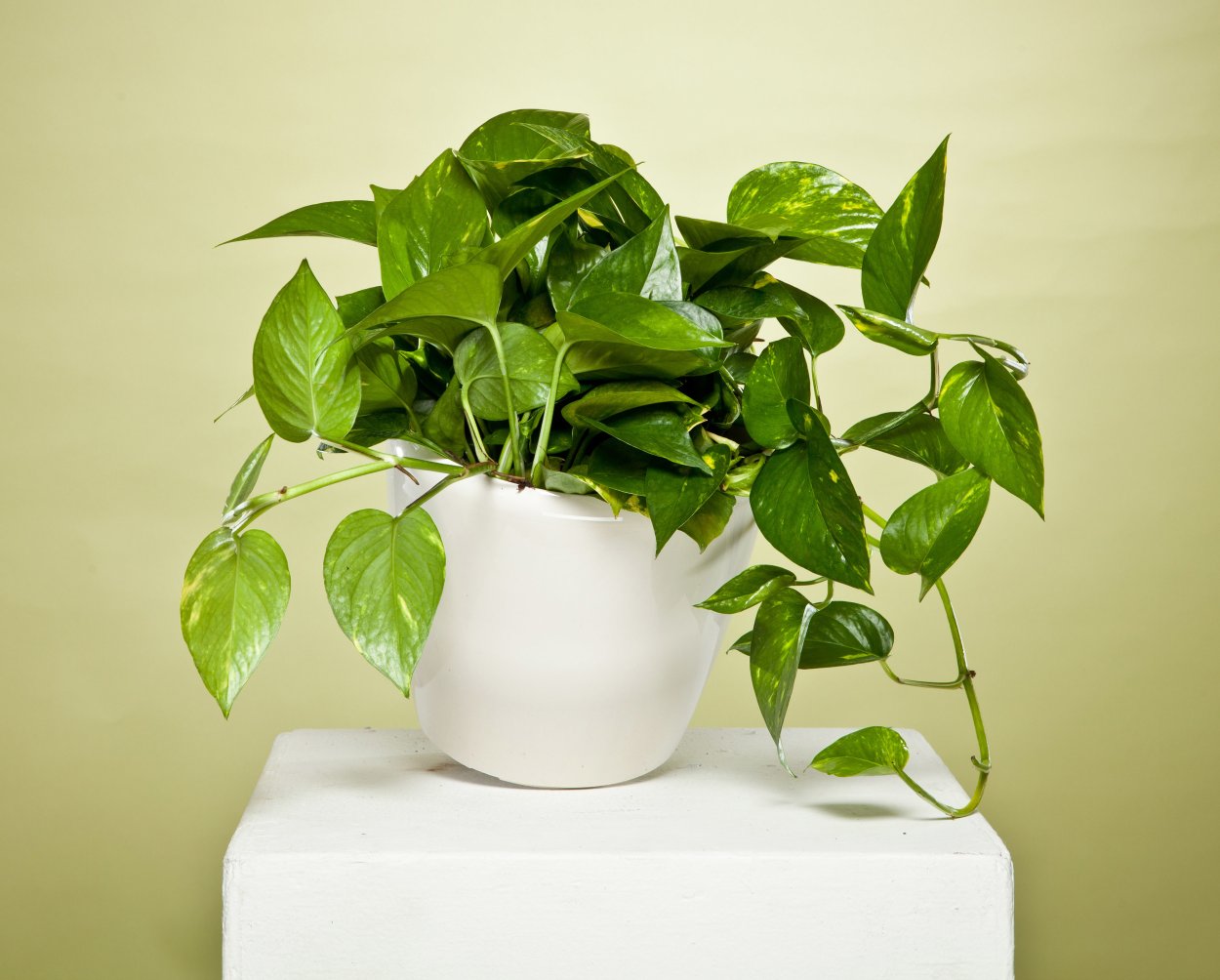 Сциндапсус Вьюн Лиана