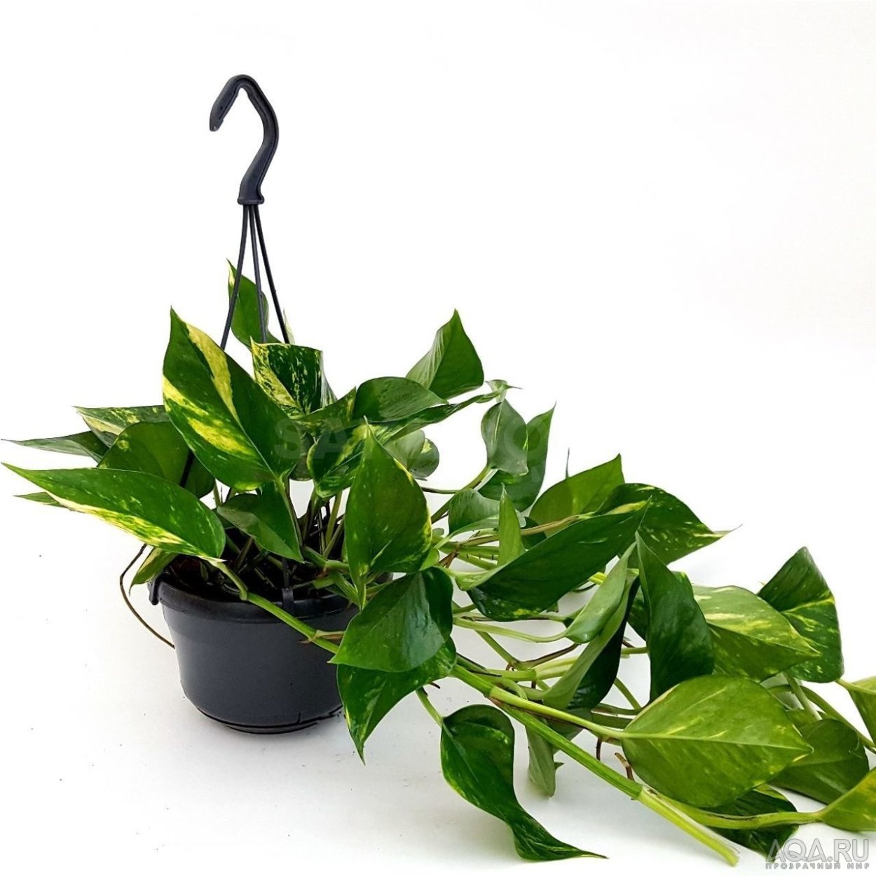 Лиана Эпипремнум