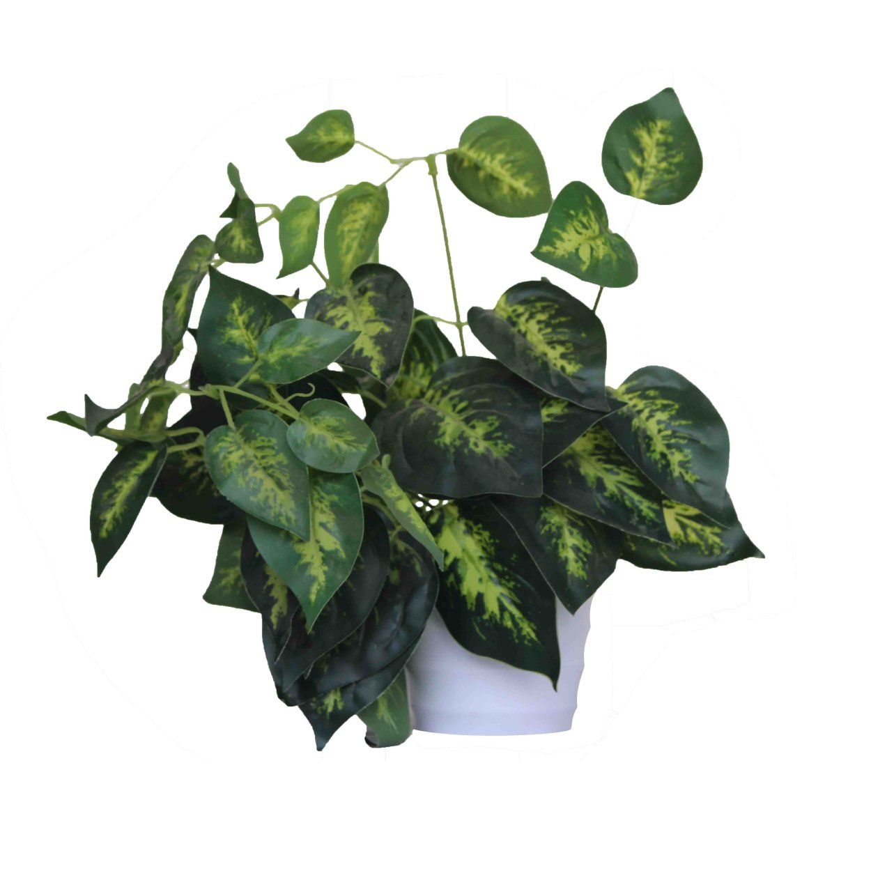 Эпипремнум Golden Pothos
