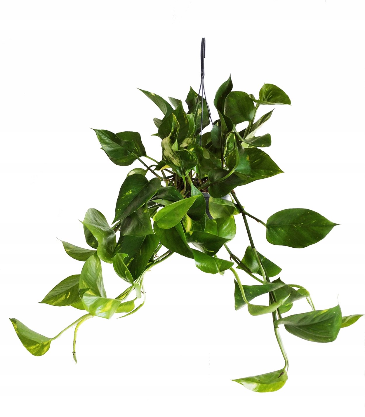 Эпипремнум мужегон