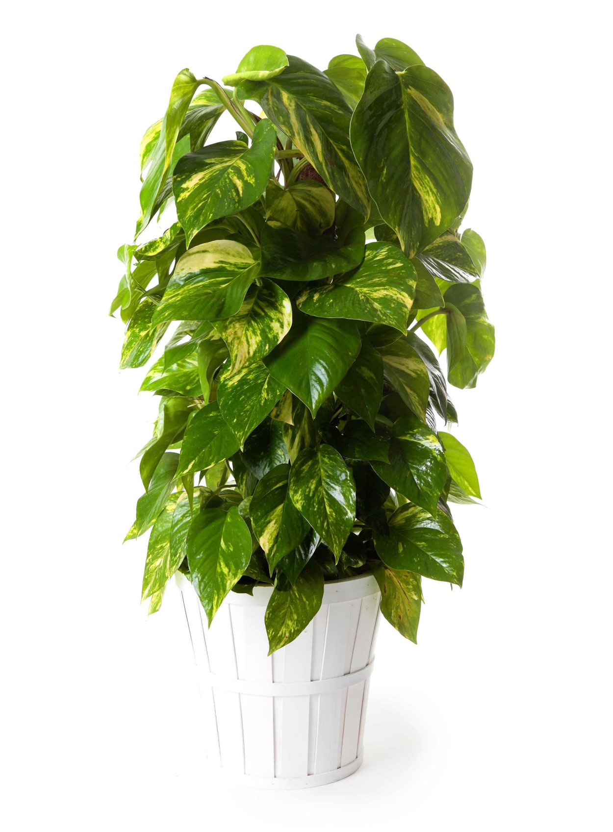 Лиана Эпипремнум