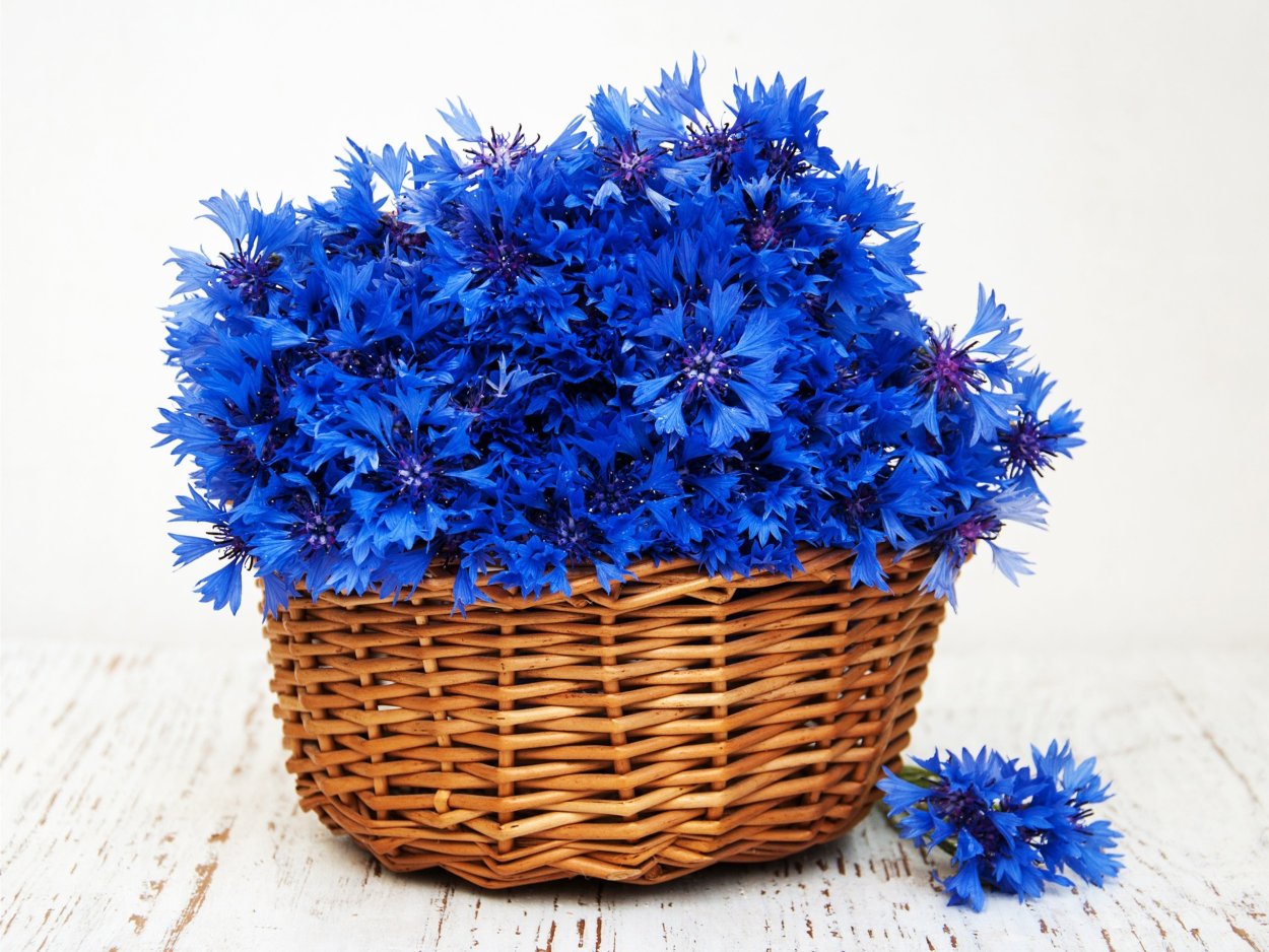 Цветы ромашки и васильки