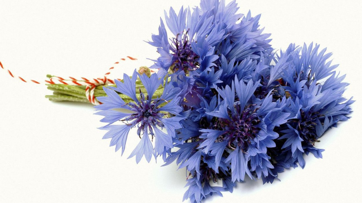 Василек лиловый