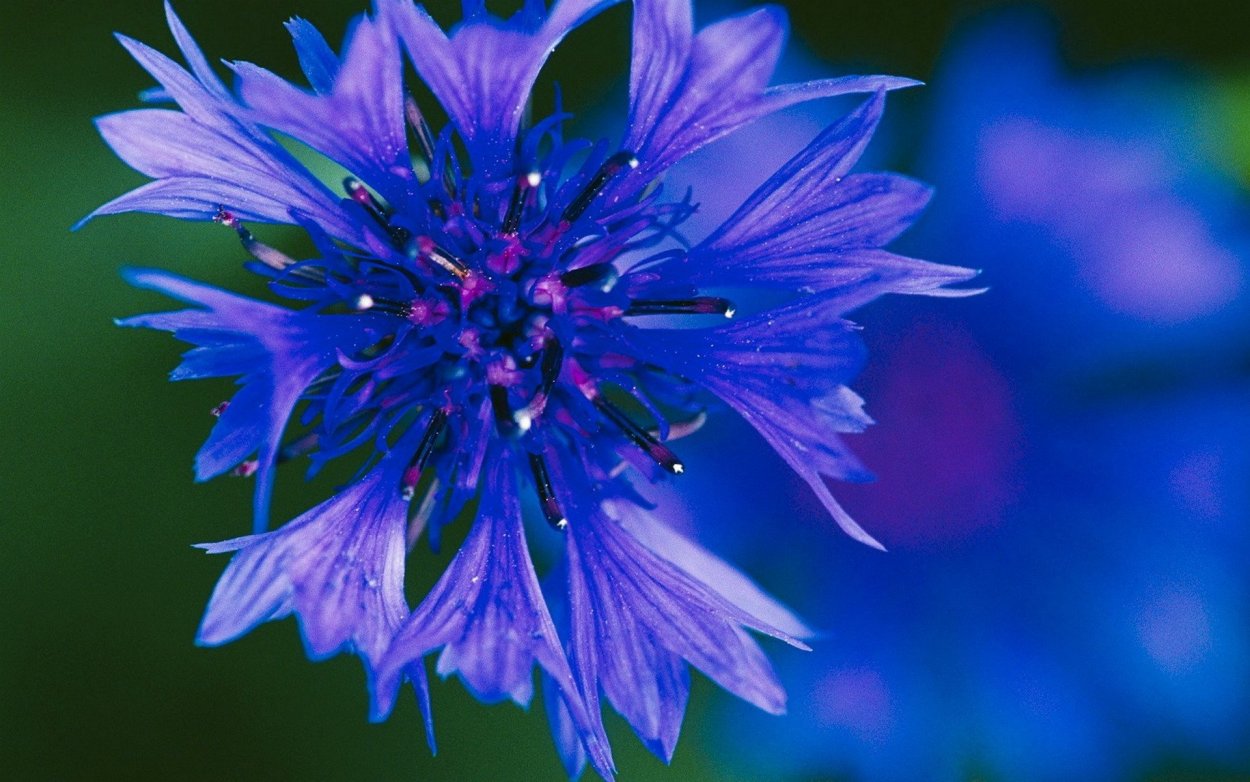 Василек синий Корнфловер