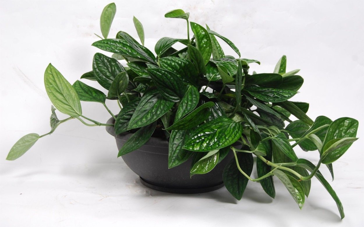 Кротон мужегон