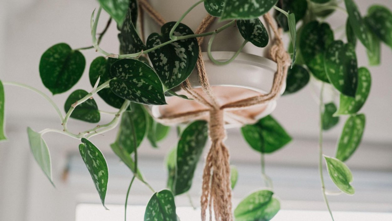 Мужегон Хойя