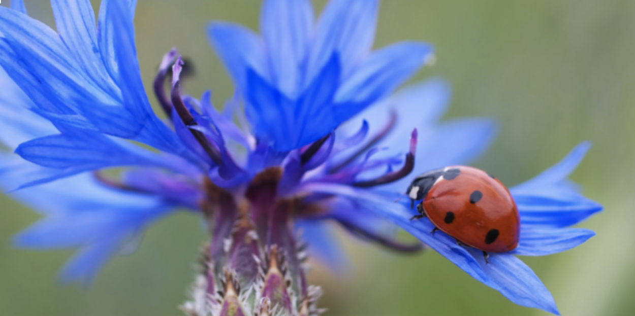 Василек сиреневый