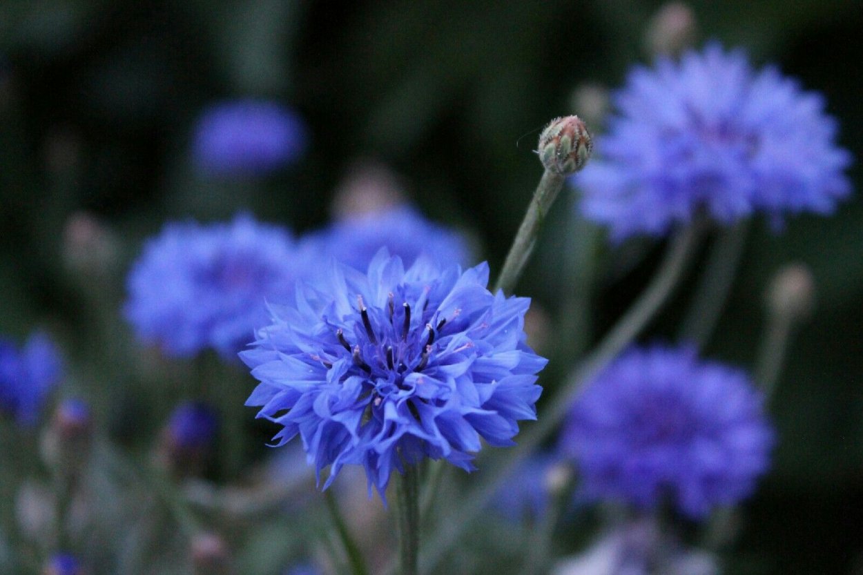 Василек и одуванчик