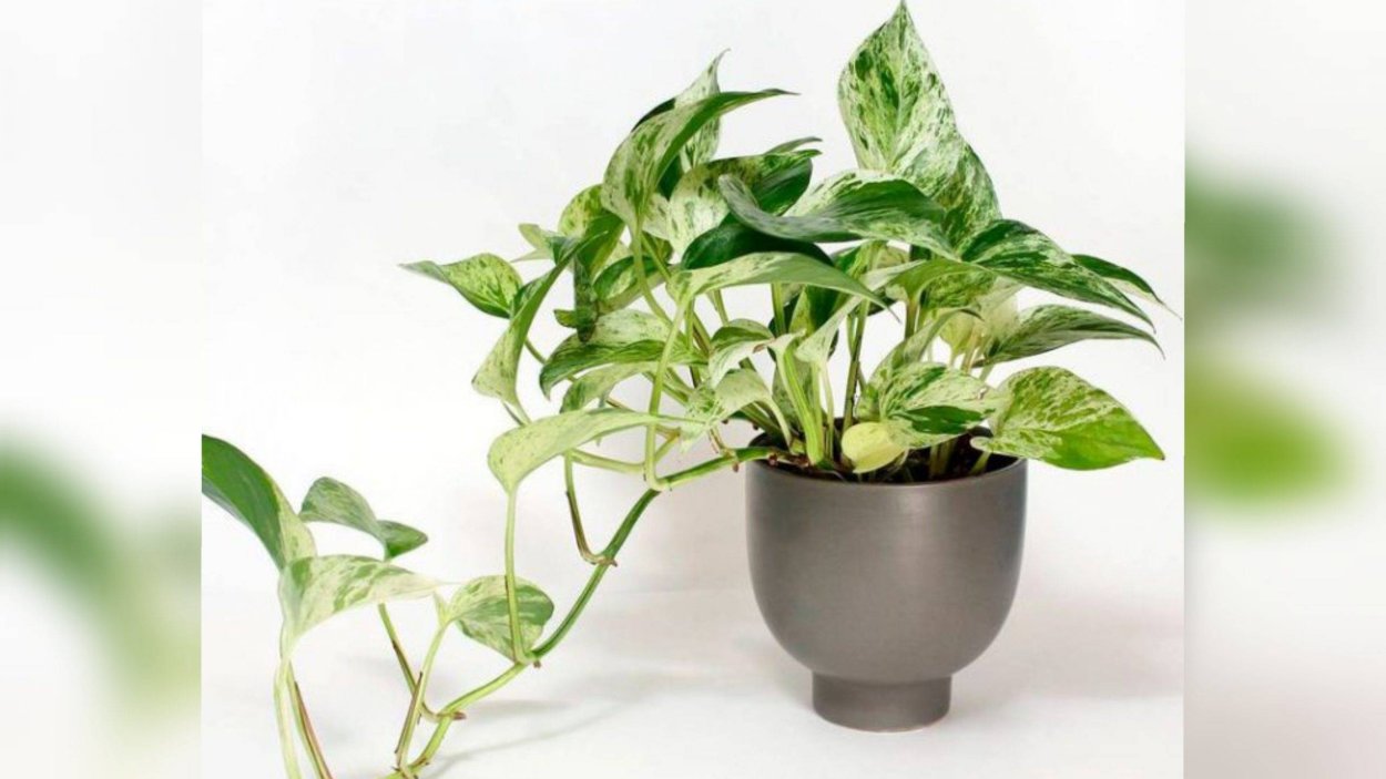 Сциндапсус Эпипремнум