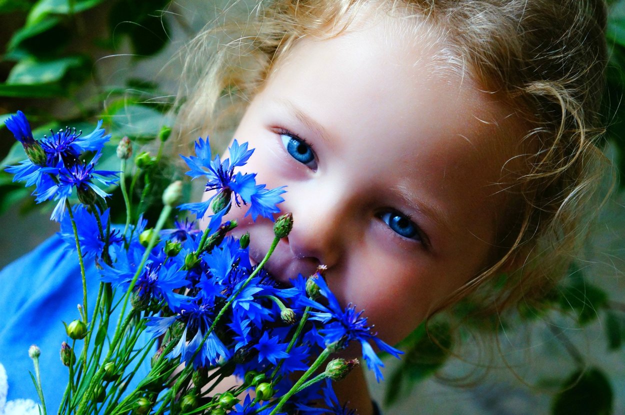 Василек Эстетика