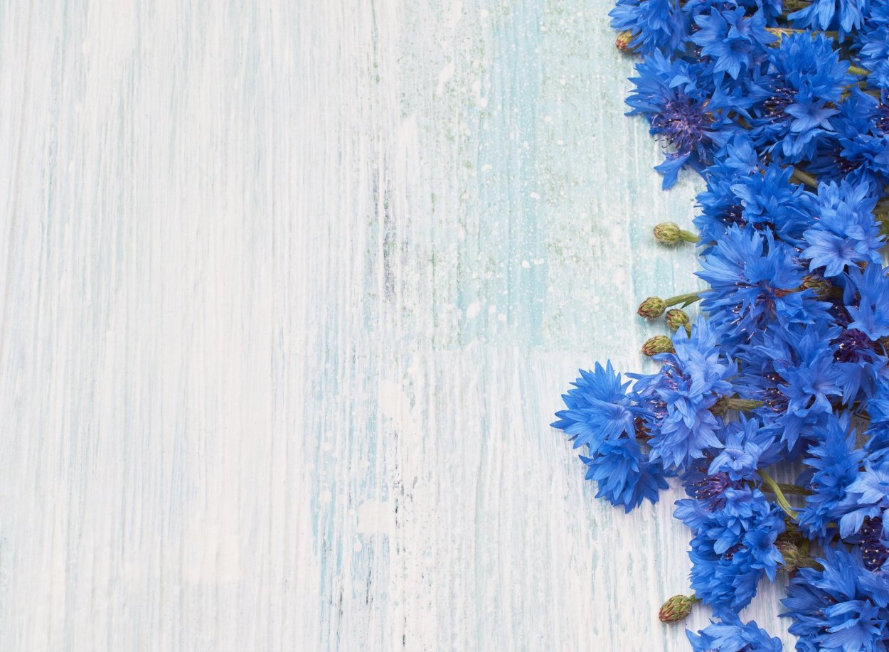 Васильки цветы в поле