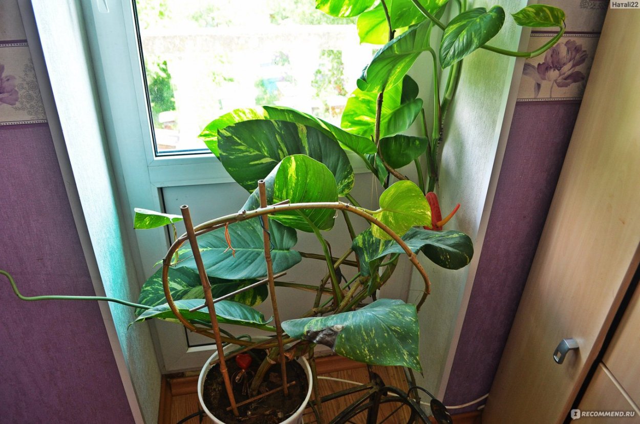 Мужегон сциндапсус