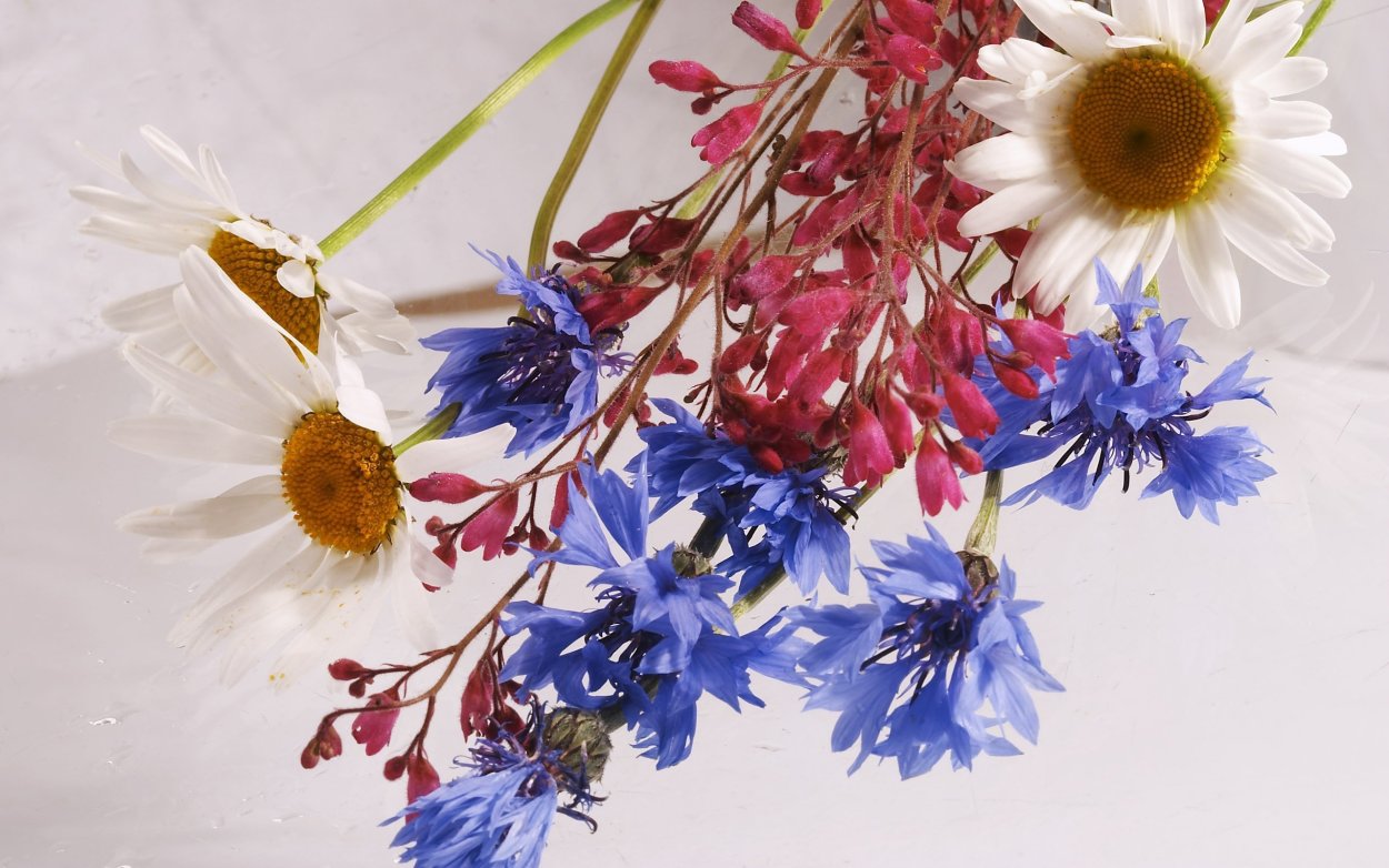 Поле синих Васильков