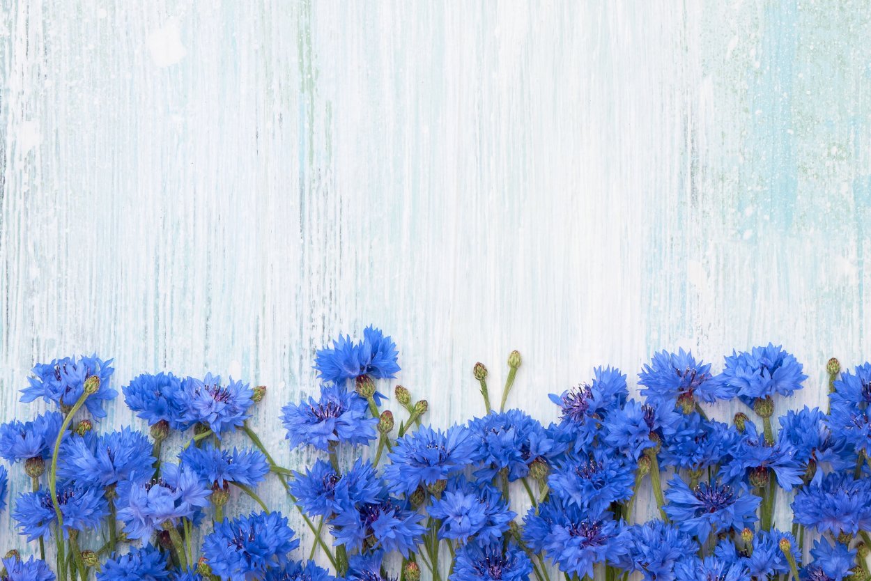 Добрый вечер с васильками