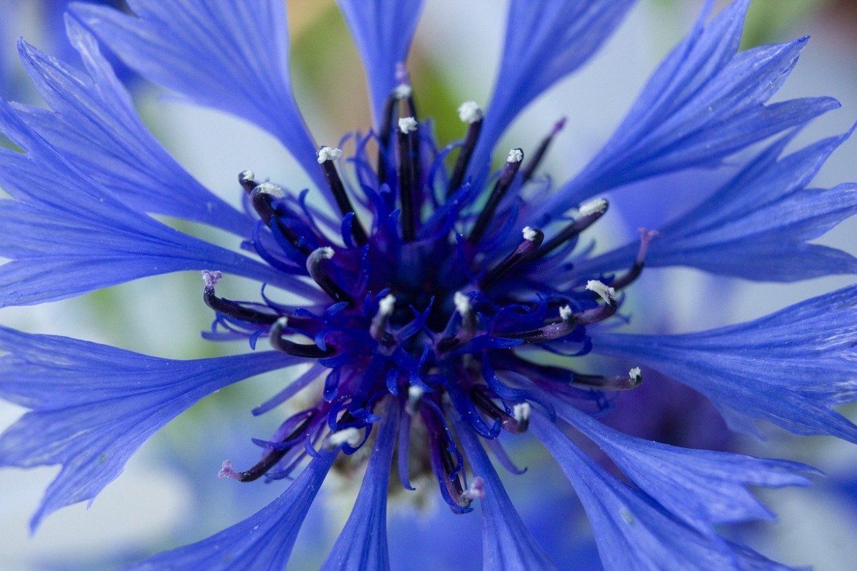 Васильки обои