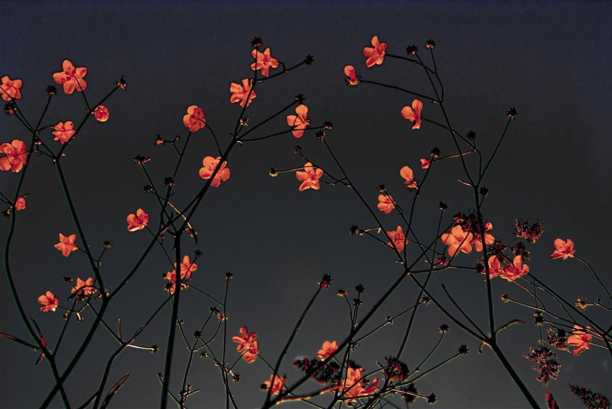 Ориентал тату с лотосом