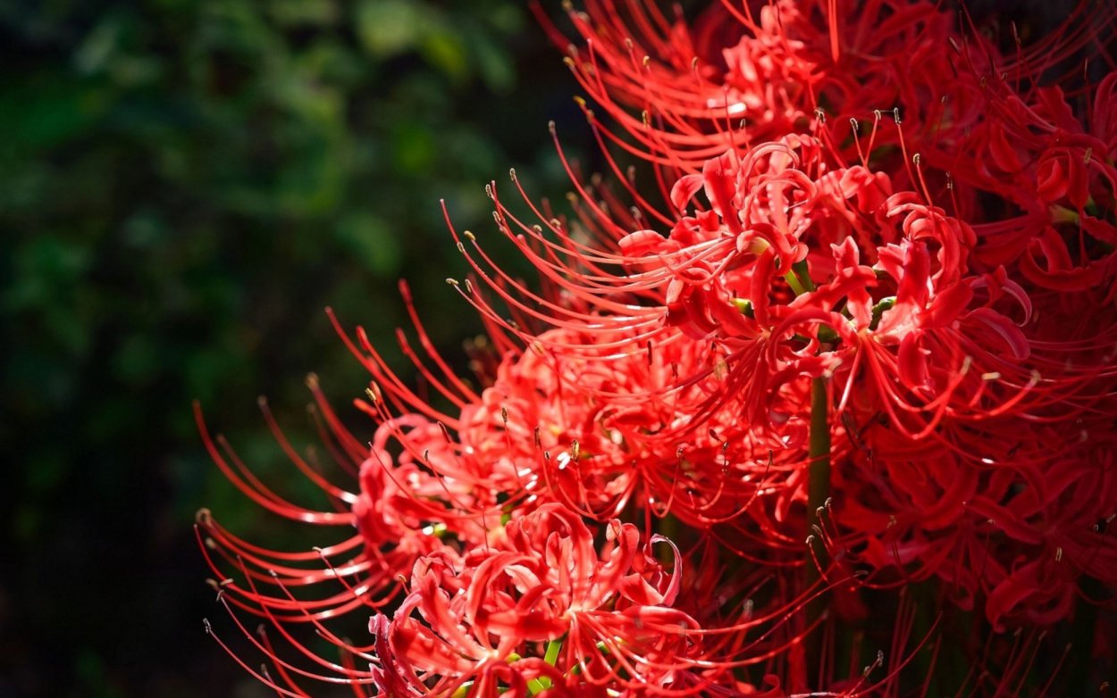 Ликорис Лучистый