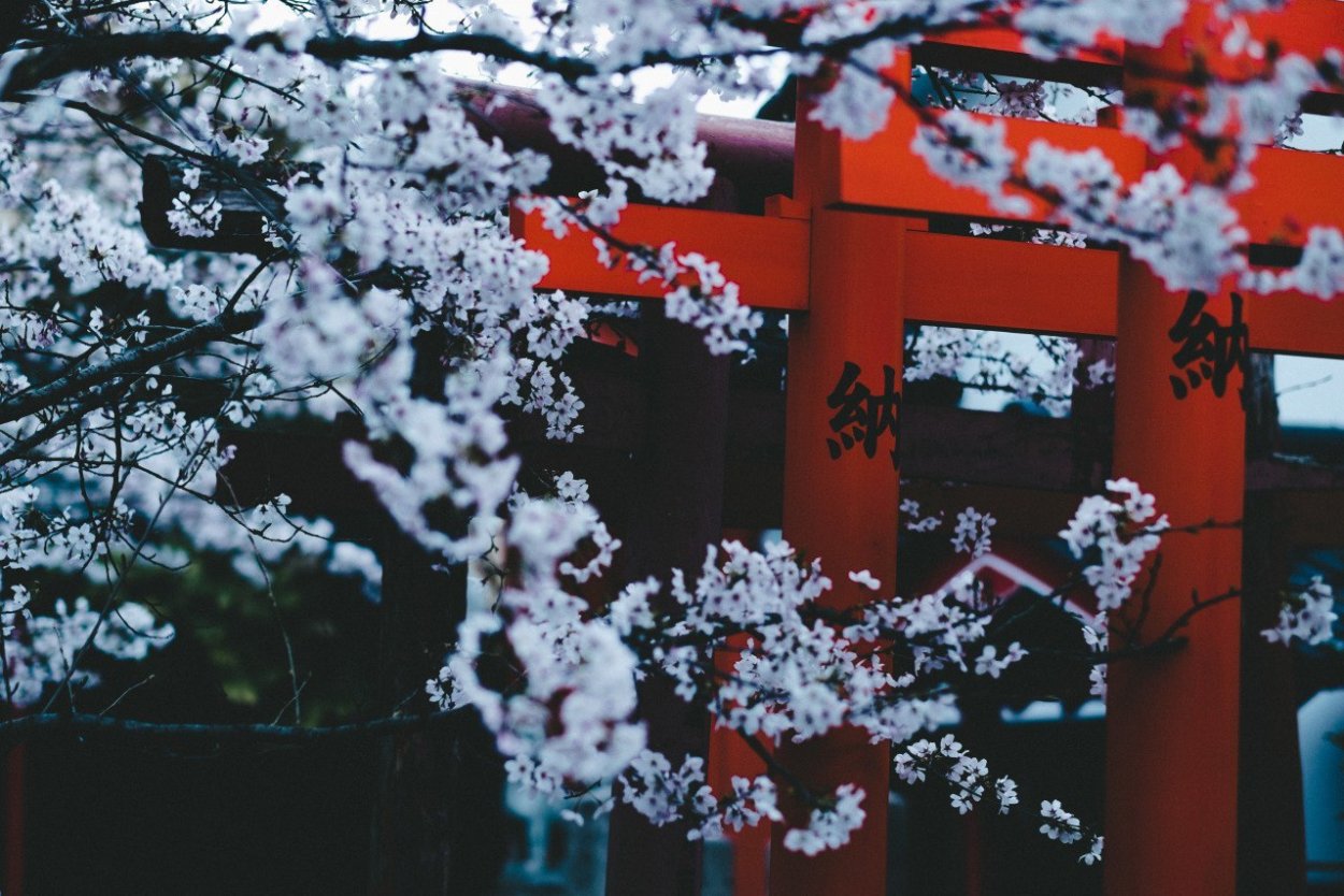 Цветы Умэ Япония