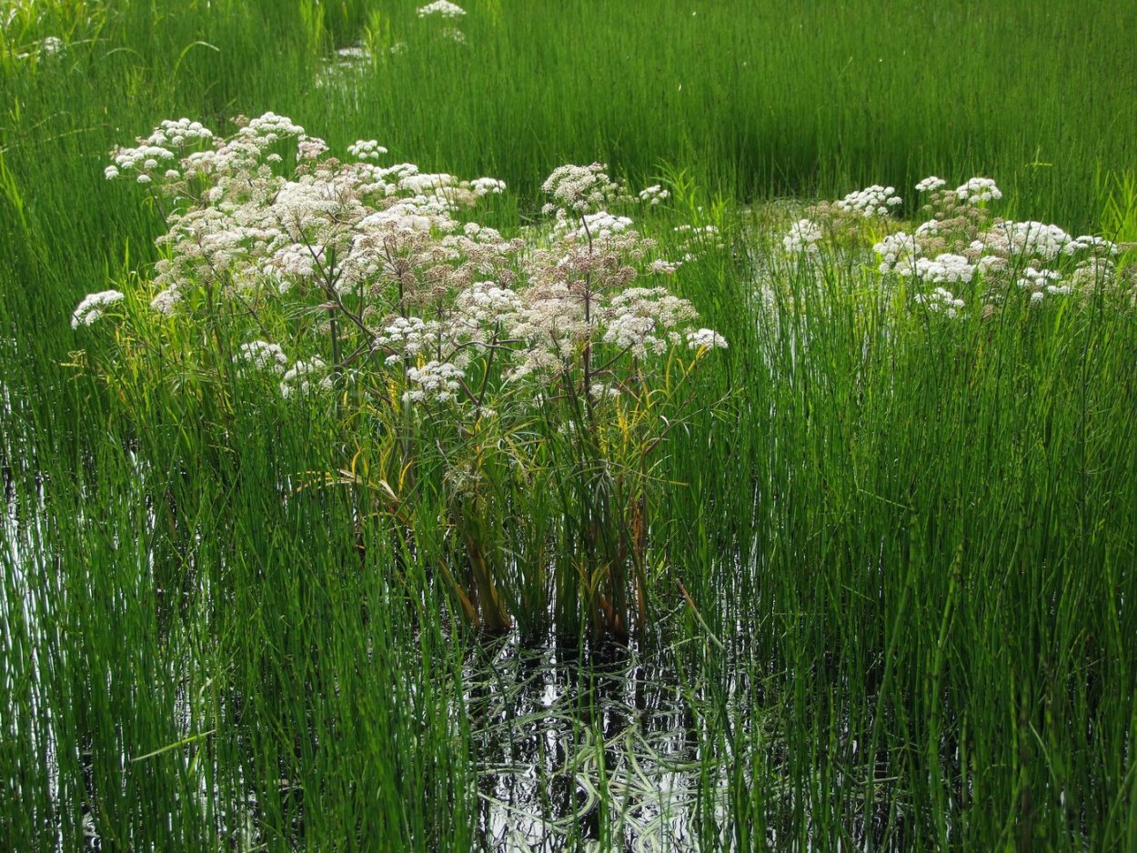 Омежник растение