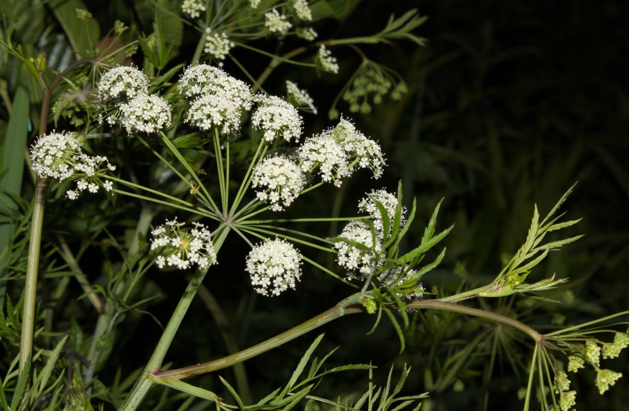 Цикута ядовитая вех ядовитый