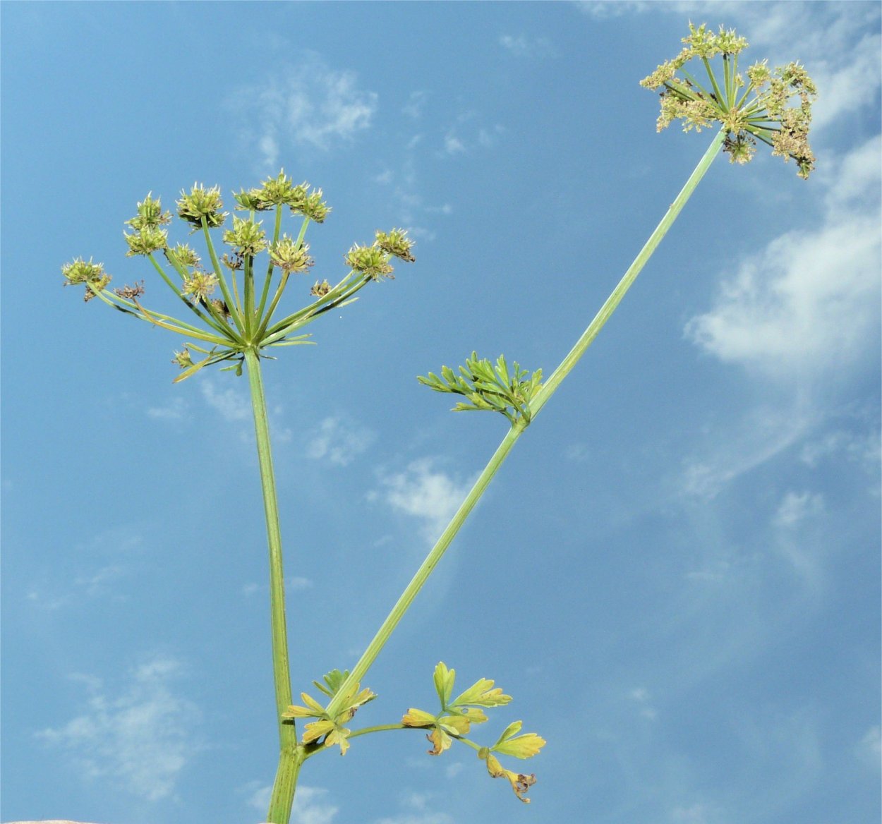 Oenanthe Омежник