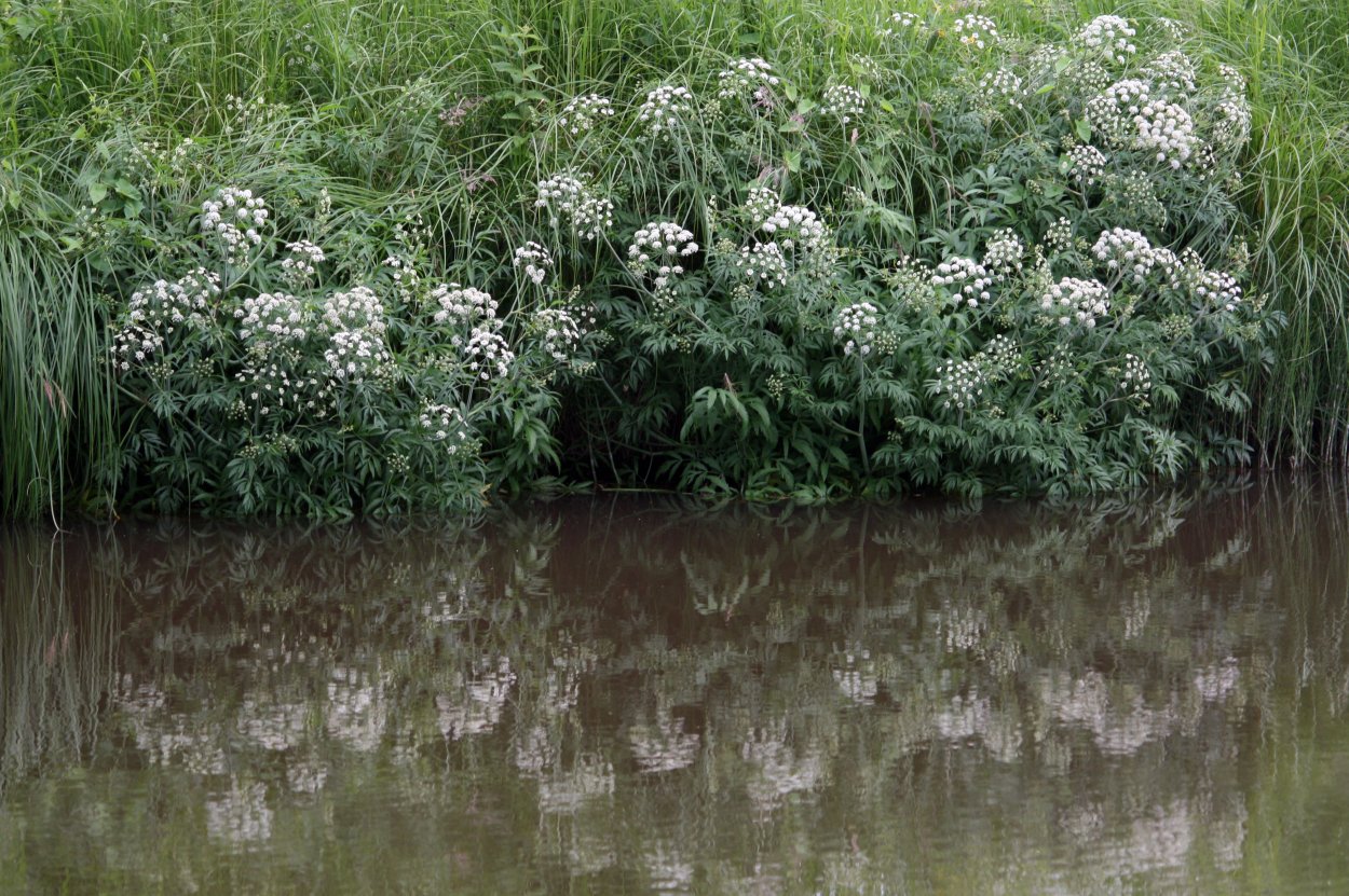 Омежник болиголов