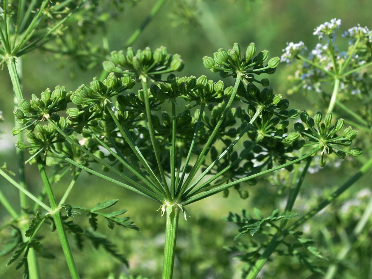 Болиголов пятнистый борщевик