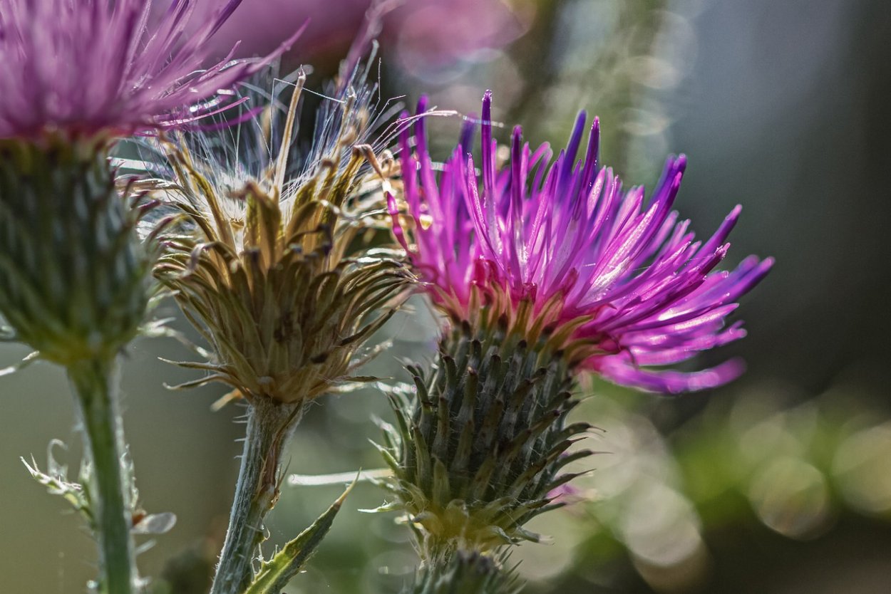 Синеголовник плосколистный (Будяк синий, чертополох)