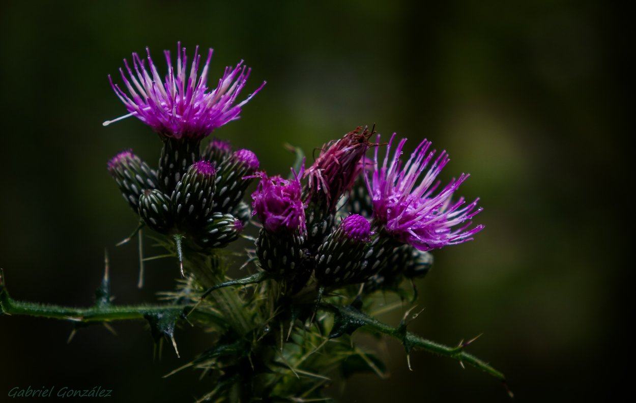 Чертополох закаспийский