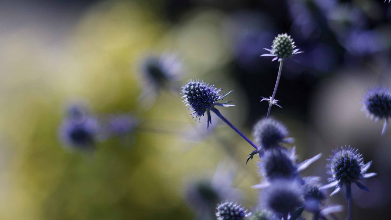 Синеголовник полевой