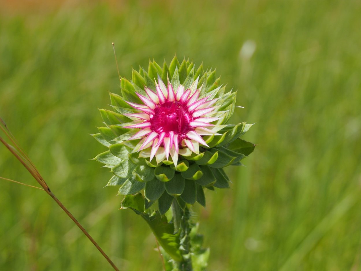 Репей чертополох Бодяк