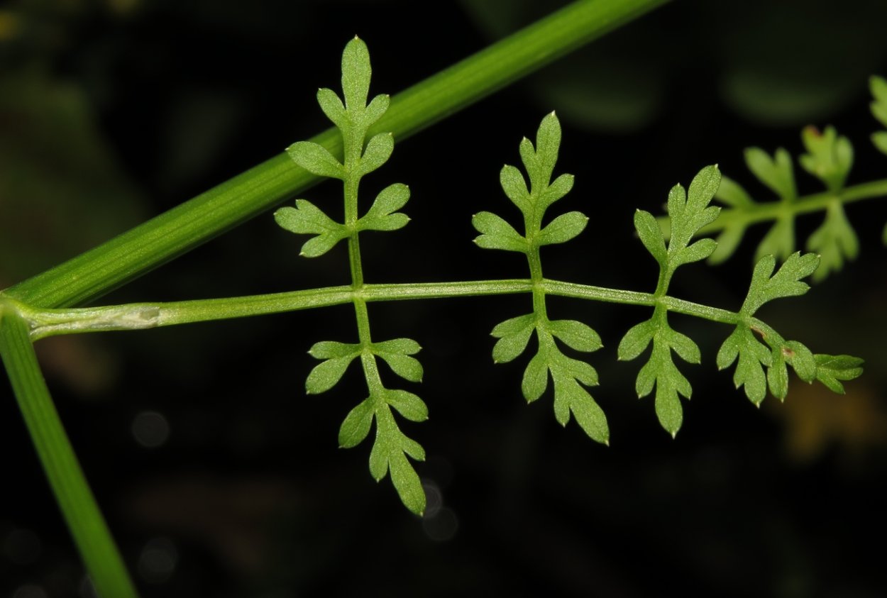 Oenanthe Aquatica (l.)