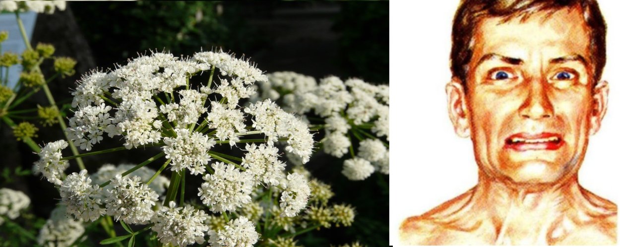 Oenanthe crocata ядовитое растение улыбка