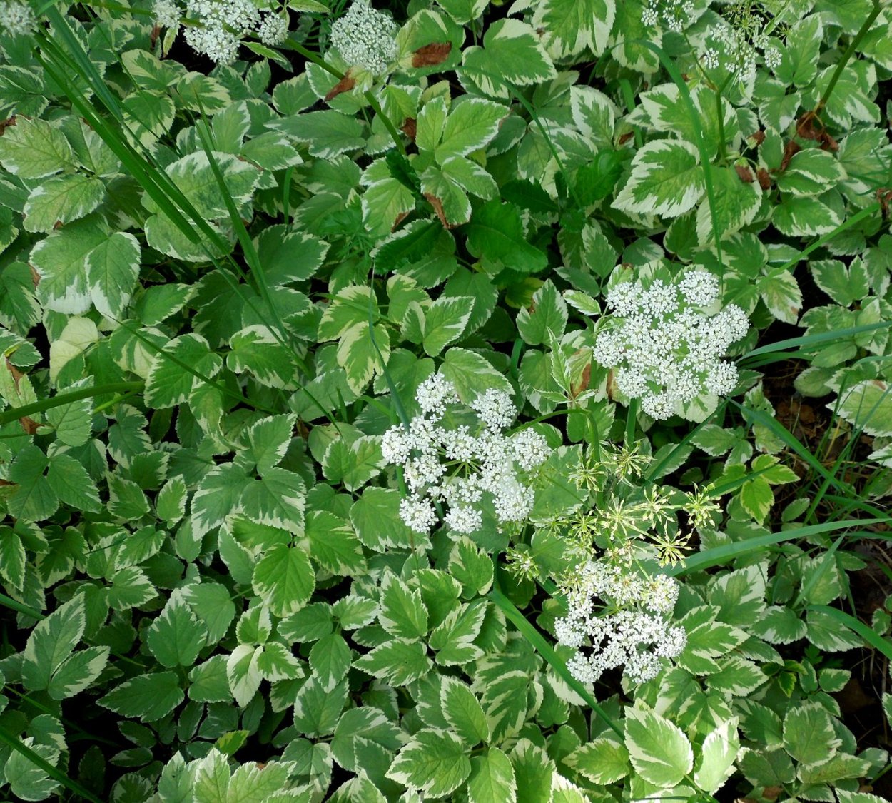 Сныть обыкновенная Вариегата