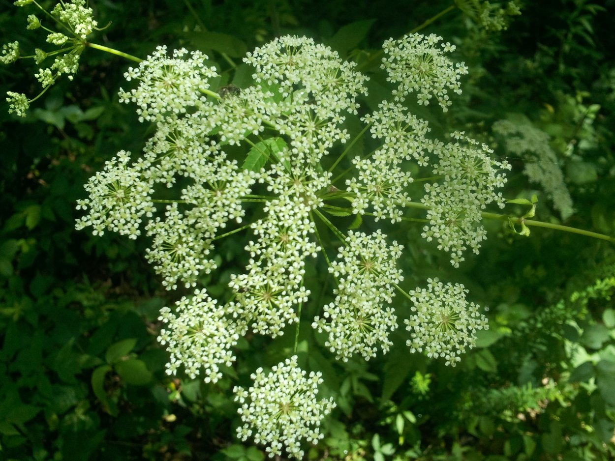 Омежник шафрановый