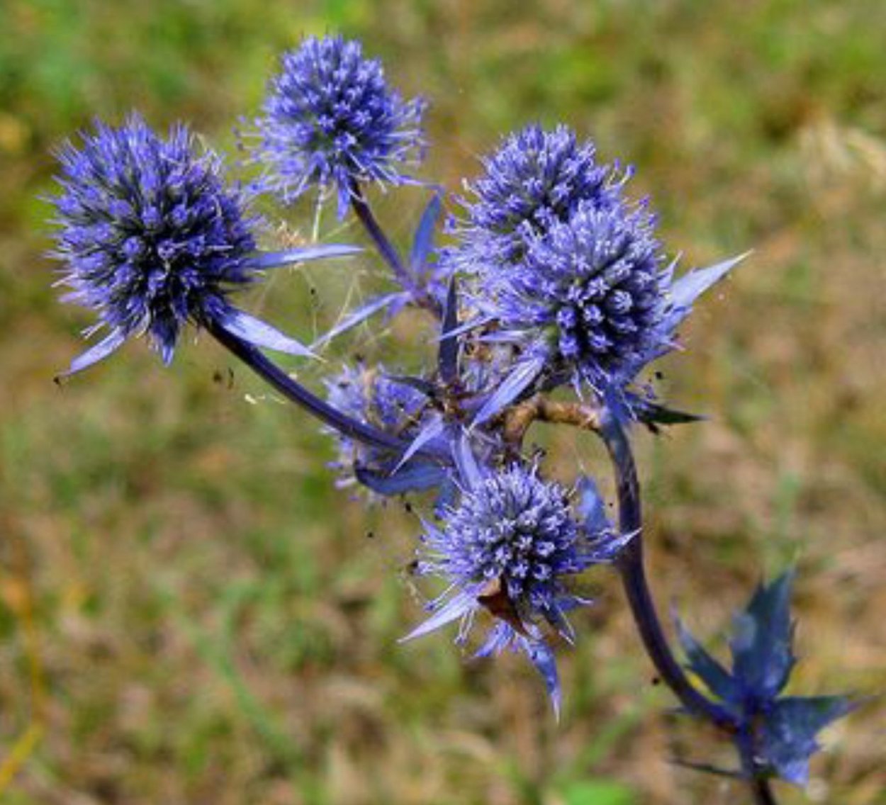 Колючки татарник, расторопша