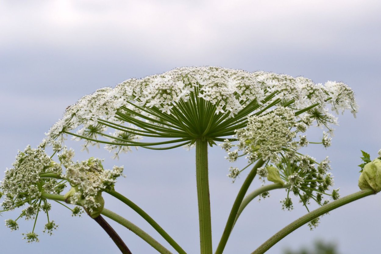 Heracleum lehmannianum