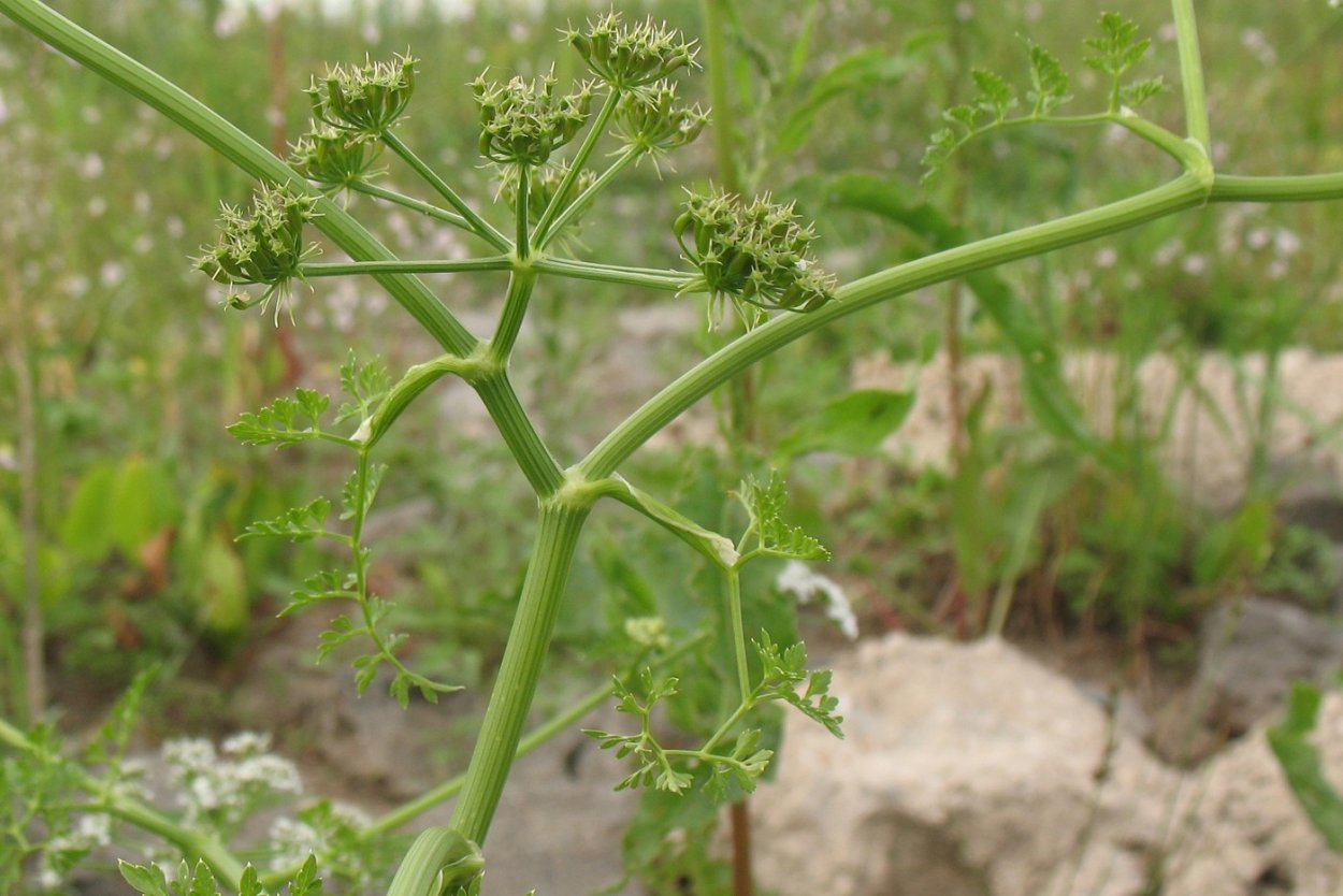 Омежник Дудчатый