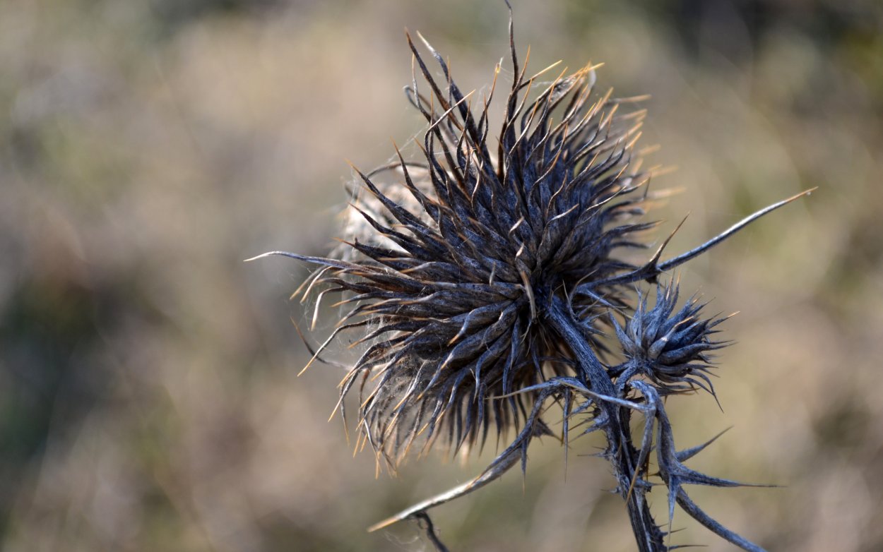 Синеголовник Барракуда