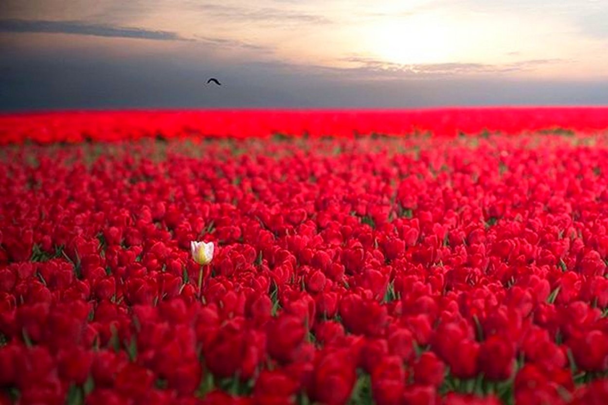 Цветок среди