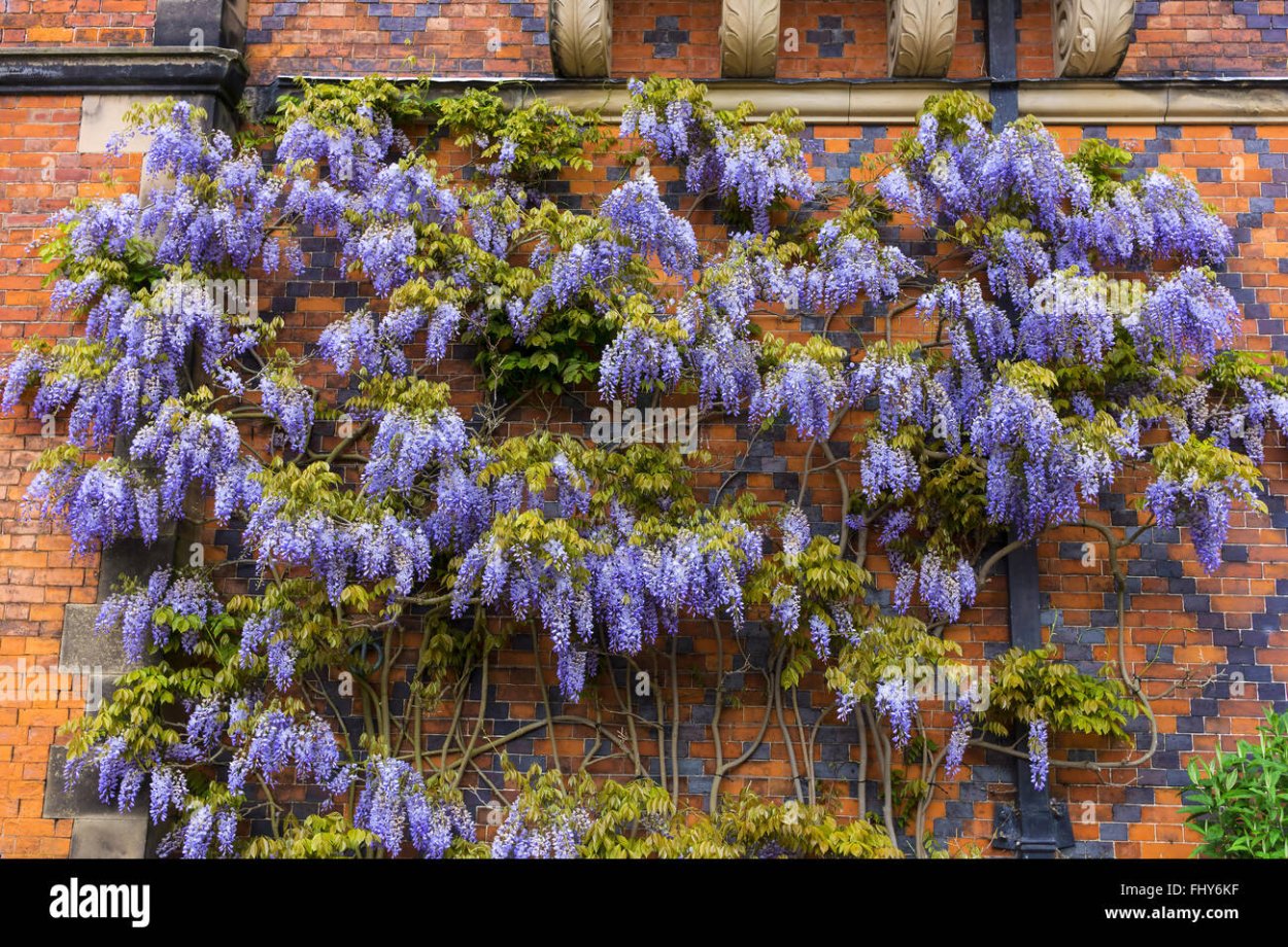 Ипомея Шантеклер