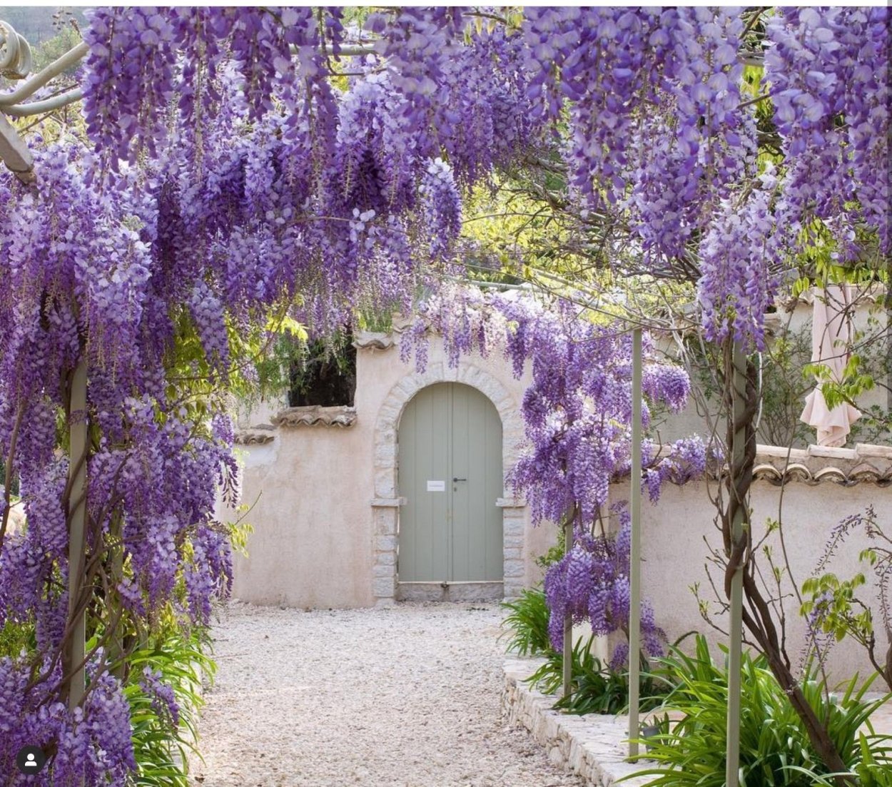 Клематис Лиана