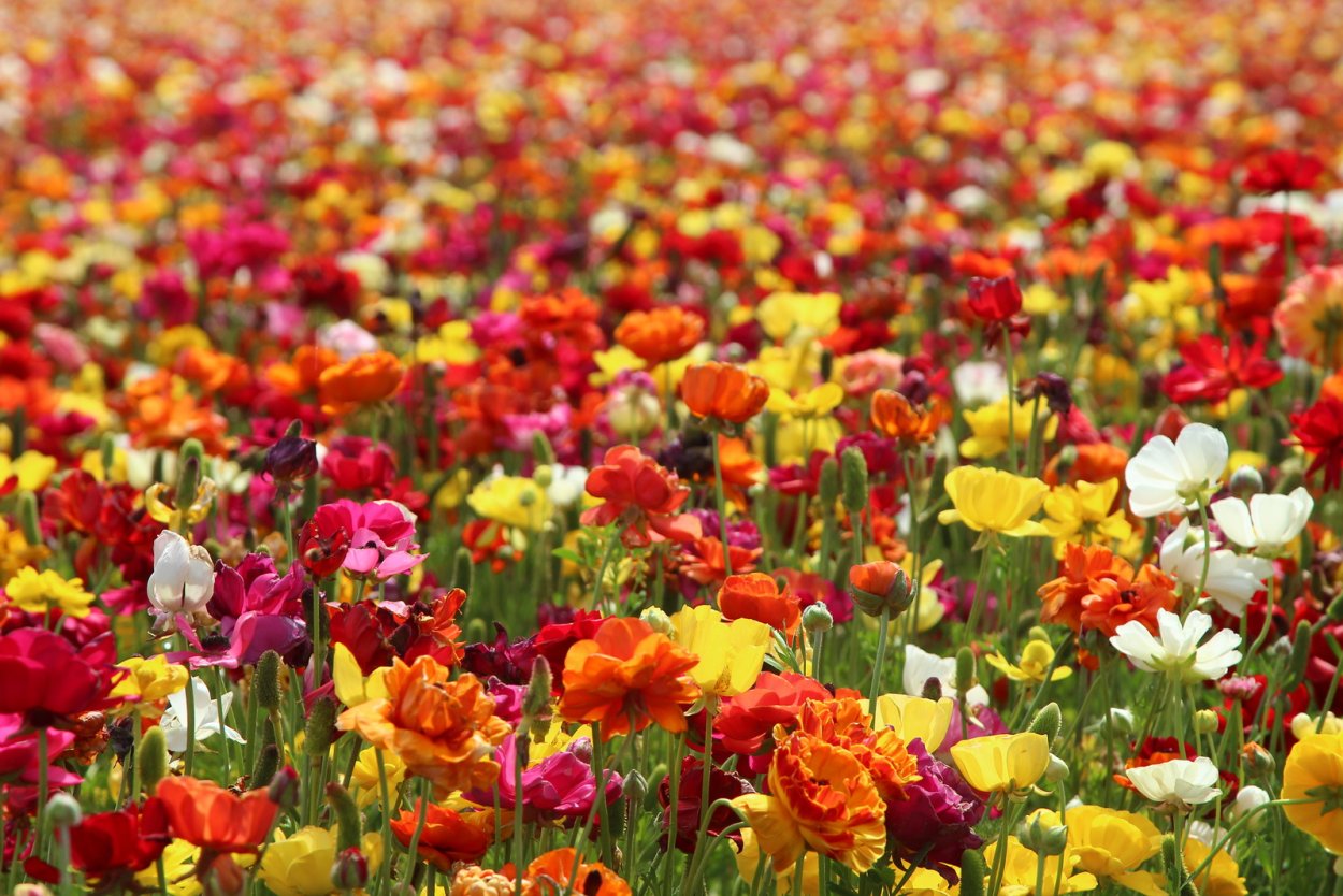 Целое море цветов картинки