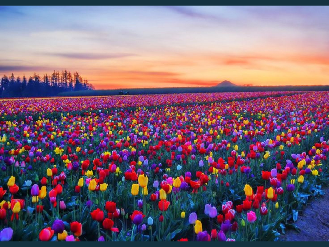 Skagit Valley, Washington