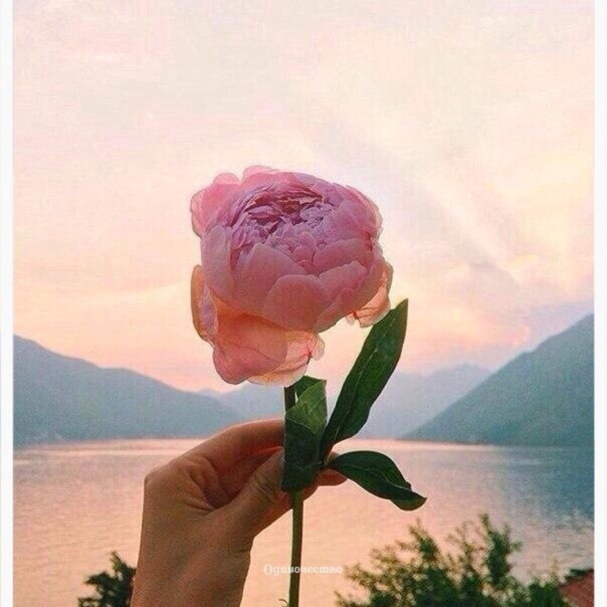 Пионы и море