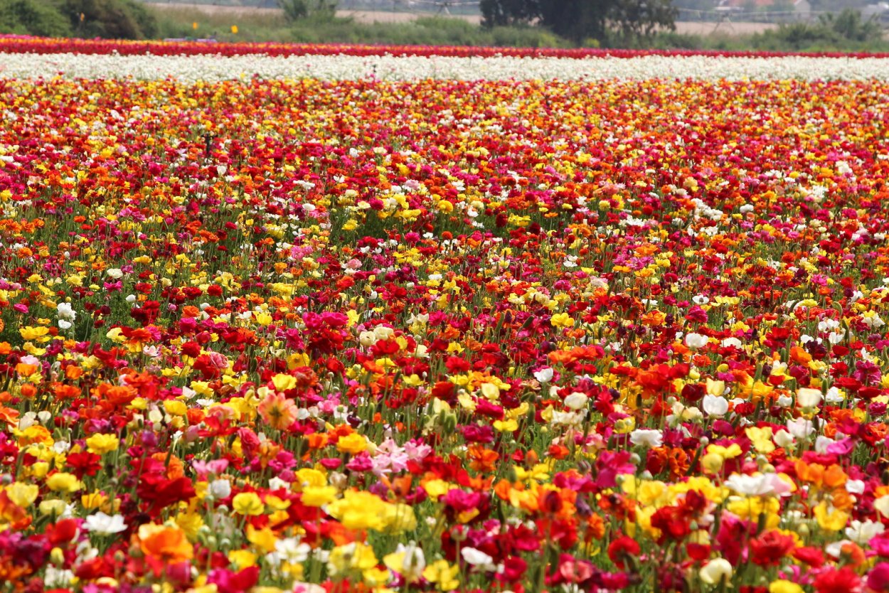 Огромное море цветов